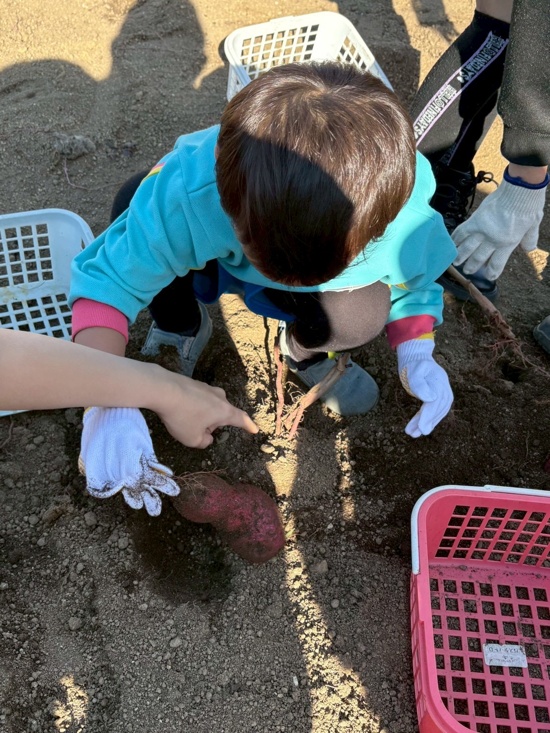 土の中から大きなサツマイモを掘り当て、「やったー！」と満面の笑みを見せる子ども
