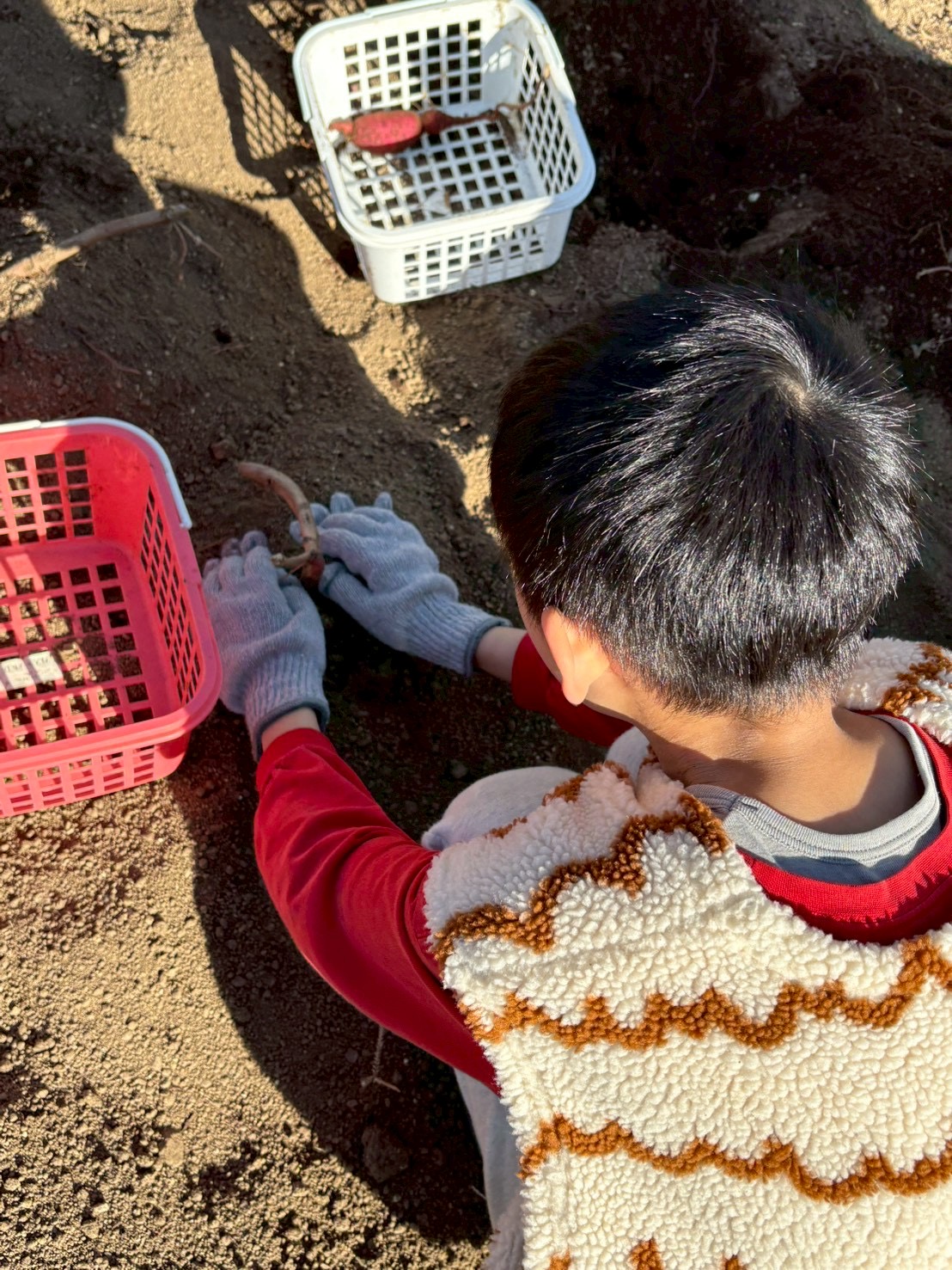 土の感触や匂いを五感で感じながら、一生懸命サツマイモを掘る様子
