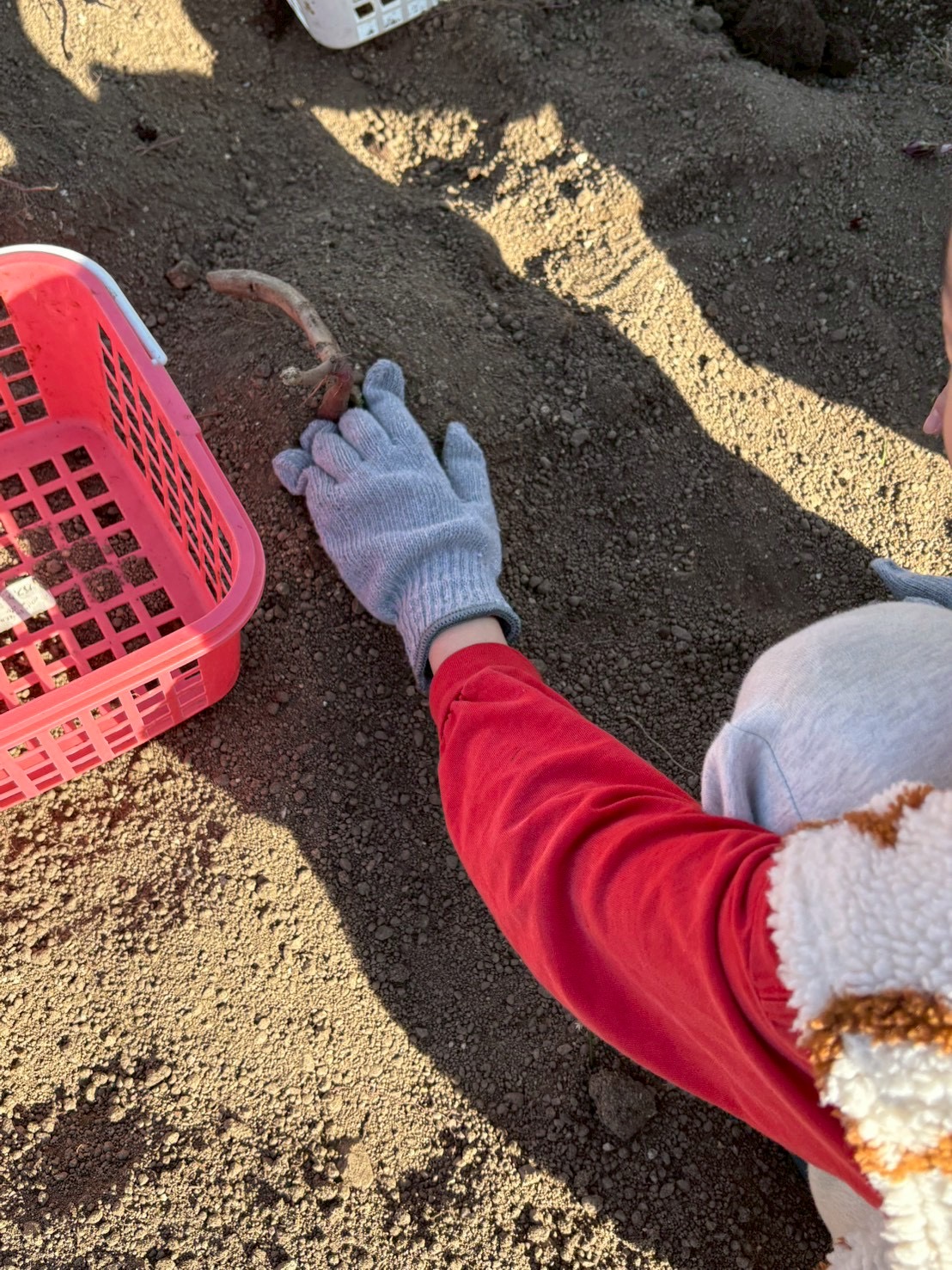 親子で協力して硬い土を掘り起こし、絆を深める芋掘り体験の風景
