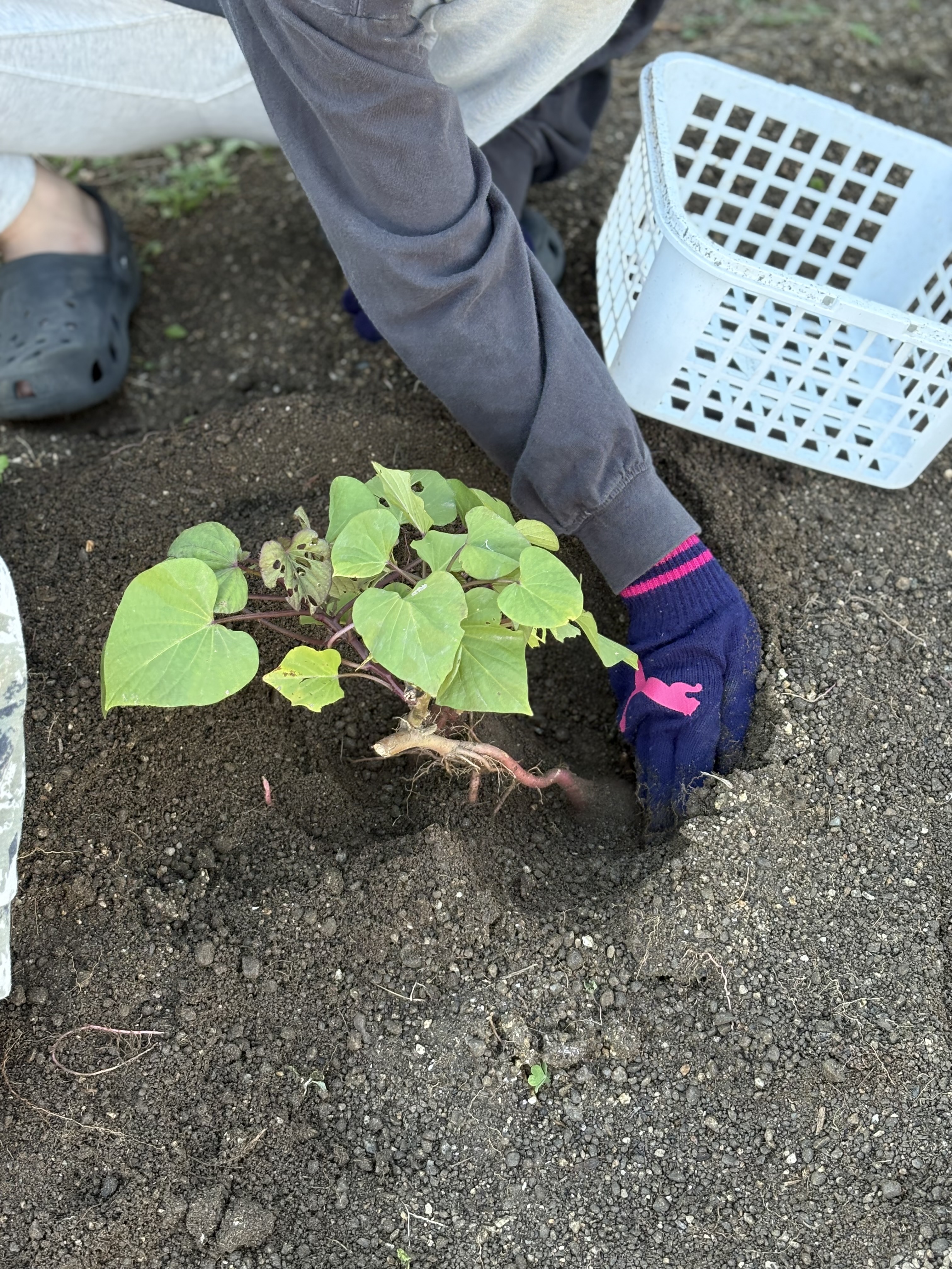 丁寧に芋を傷つけないように、土を掘る男の子。