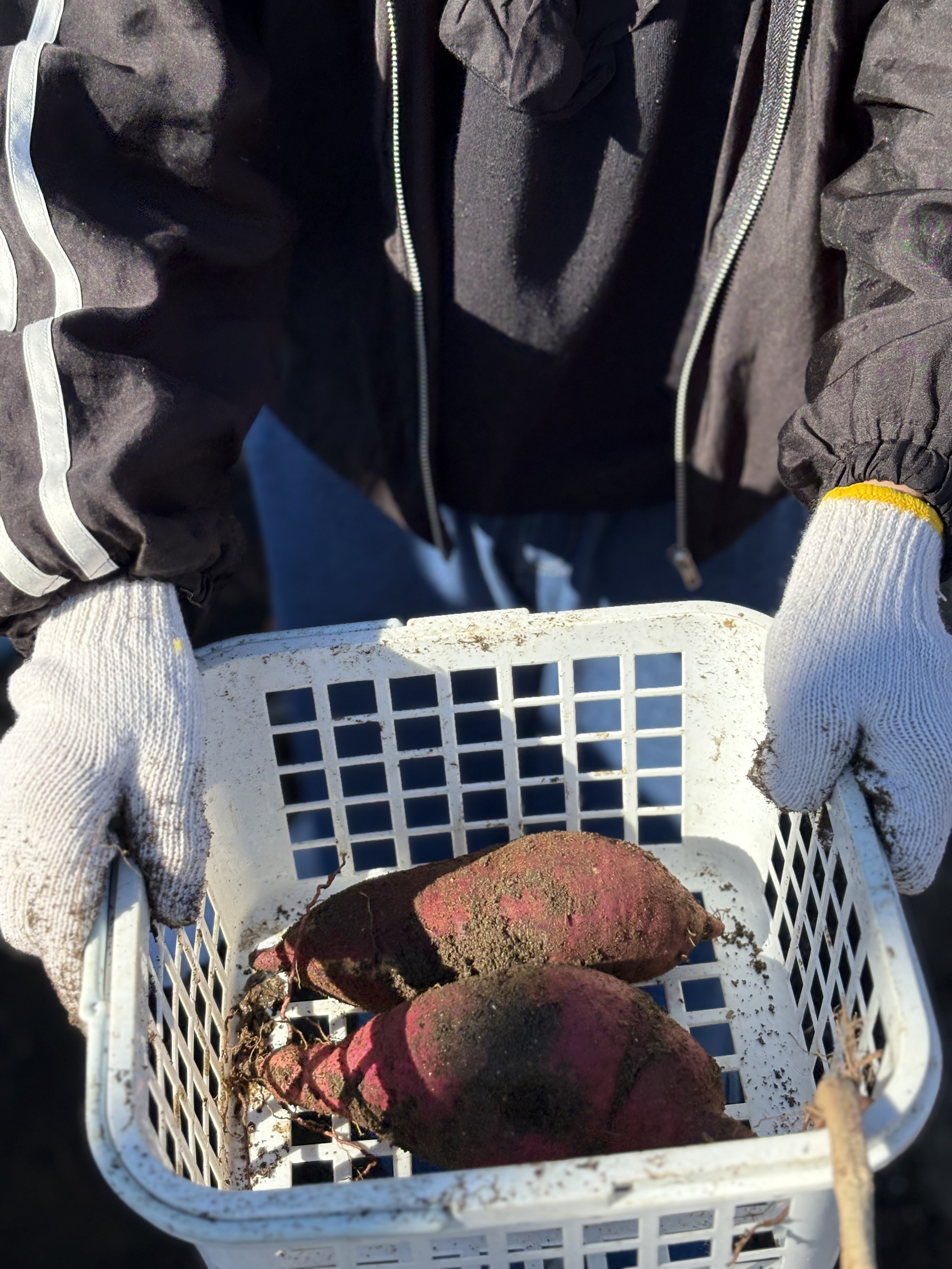 こんなにも大きい芋がとれたよ。と報告に来てくれた。自分に自信がついた瞬間。