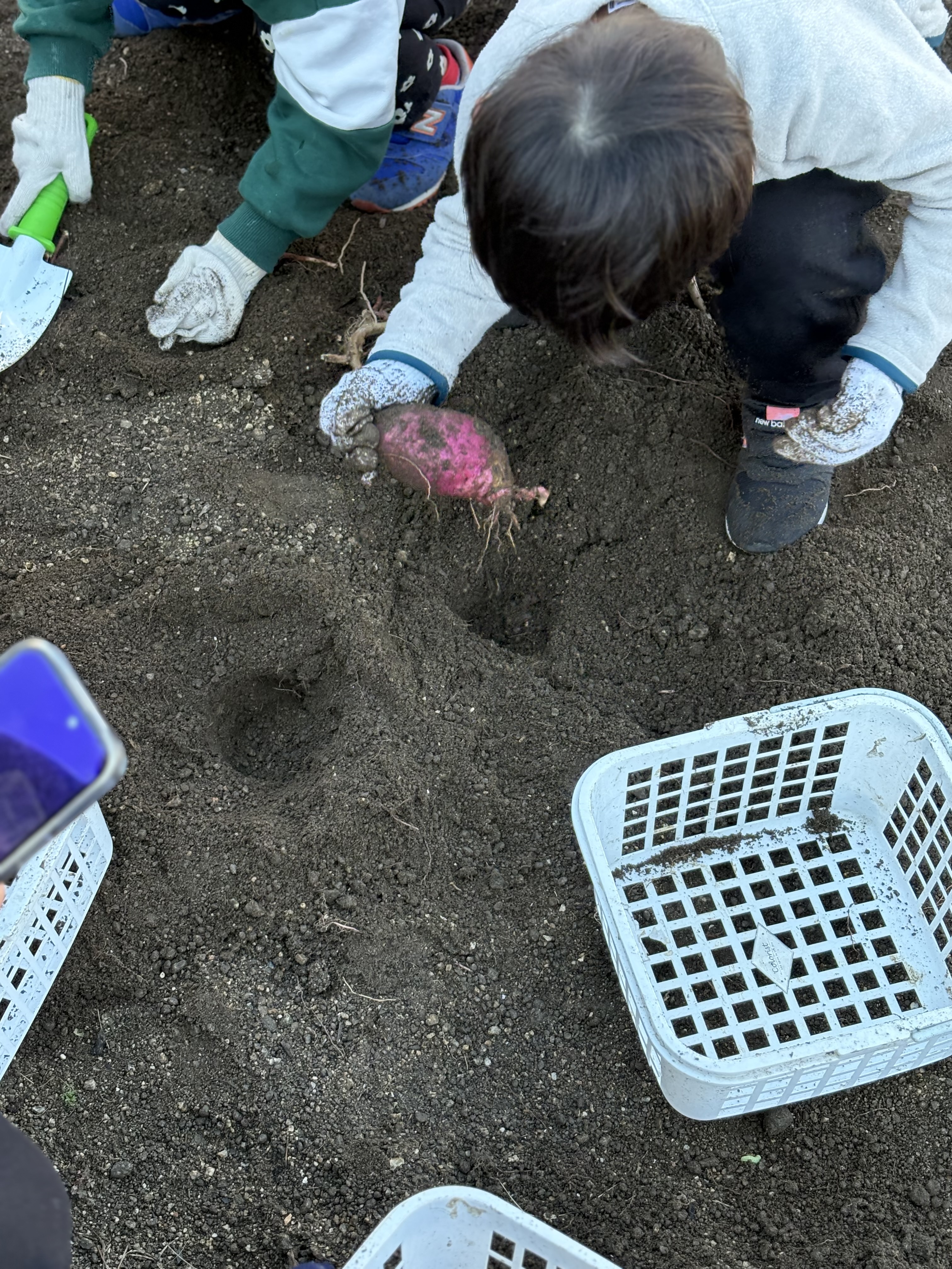僕も大きい芋だよと、お父さんに報告する様子。