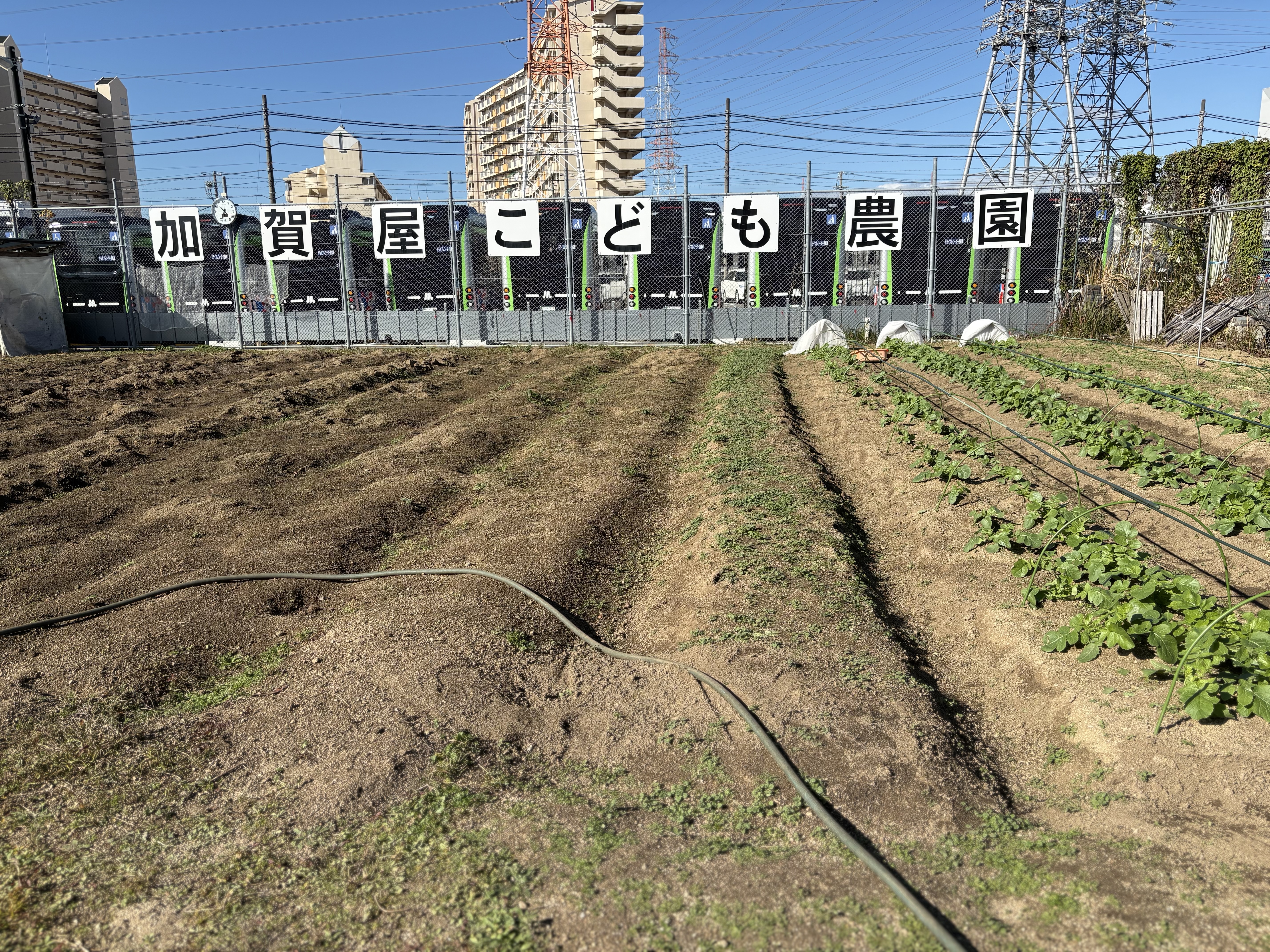 こども農園にて、今から芋掘りが体験できます。