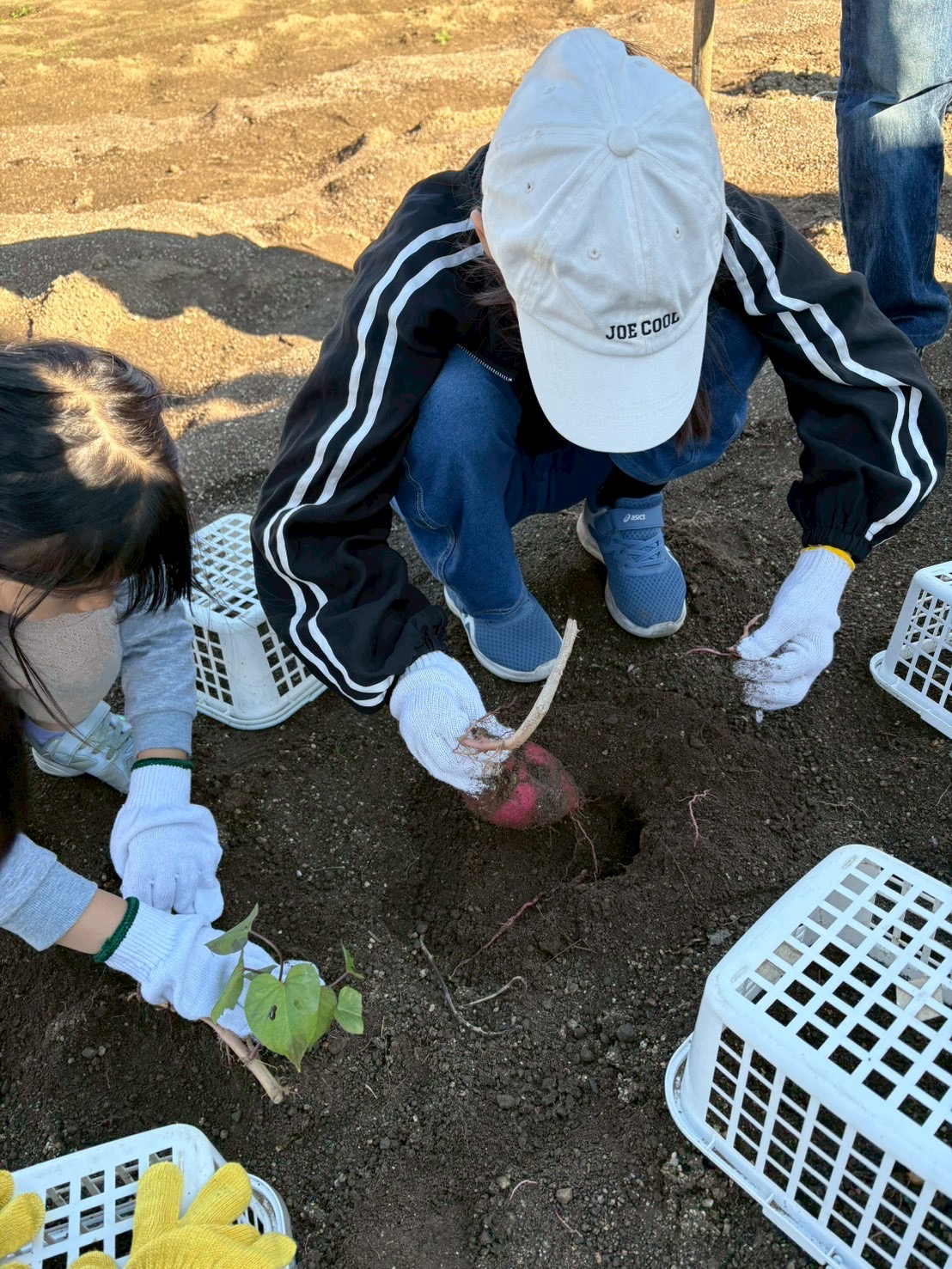 綺麗に芋を掘り出せたと大喜びの様子。
