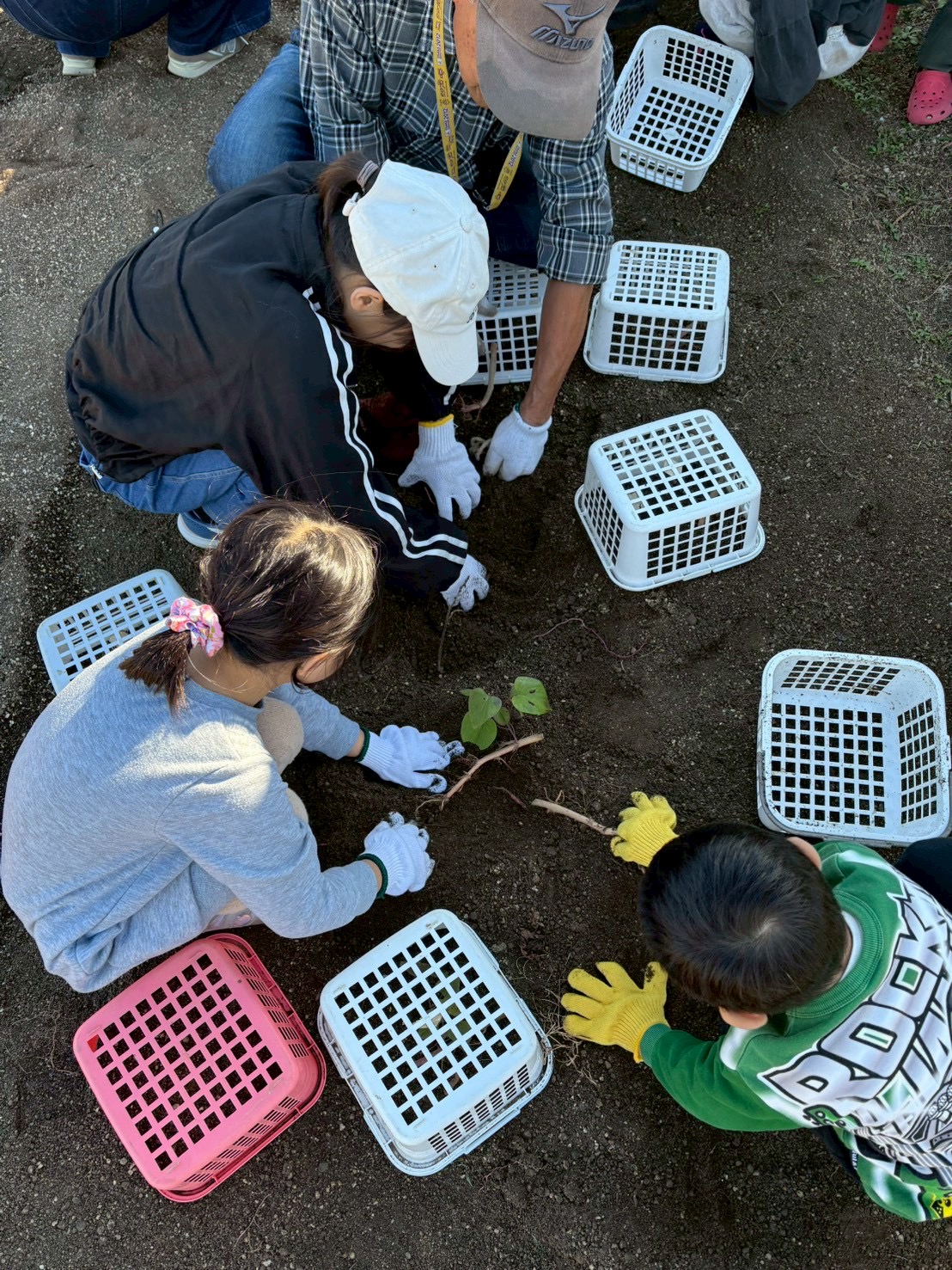 芋があった!めっちゃ大きいと喜びながら土を掘り出す子どもたち。