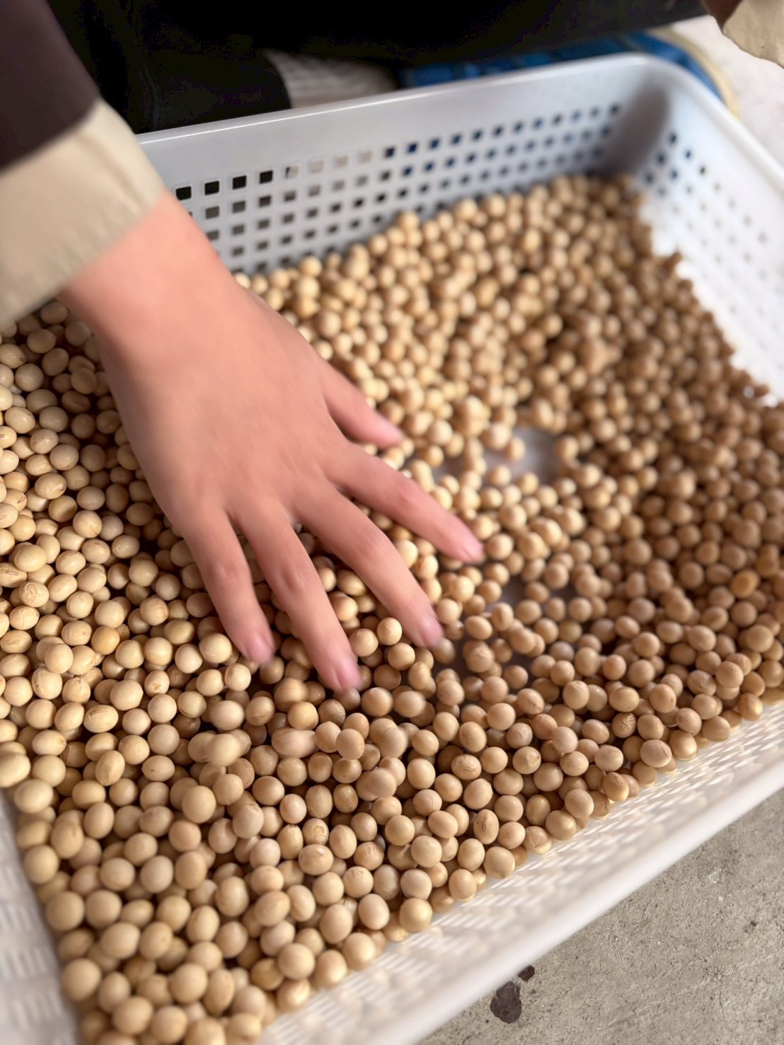 今日のスレタンハウスは駐車用にプールを用意して、その中に大豆を入れて遊ぶ様子。