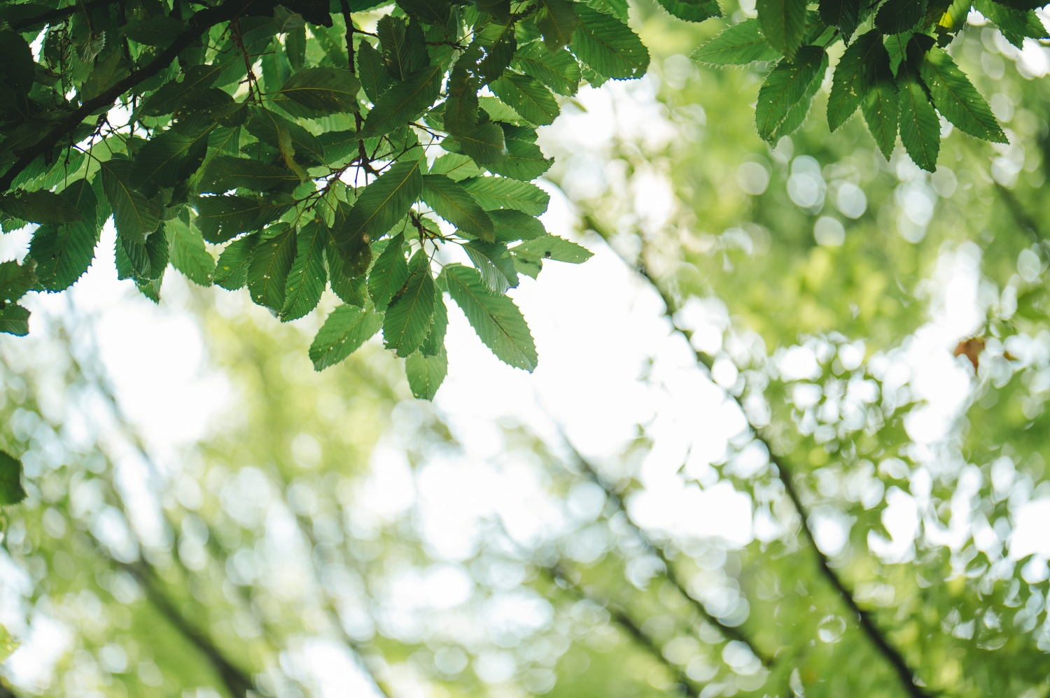 事前の香りを感じれれる、スレタンハウスの空気感を出した写真。