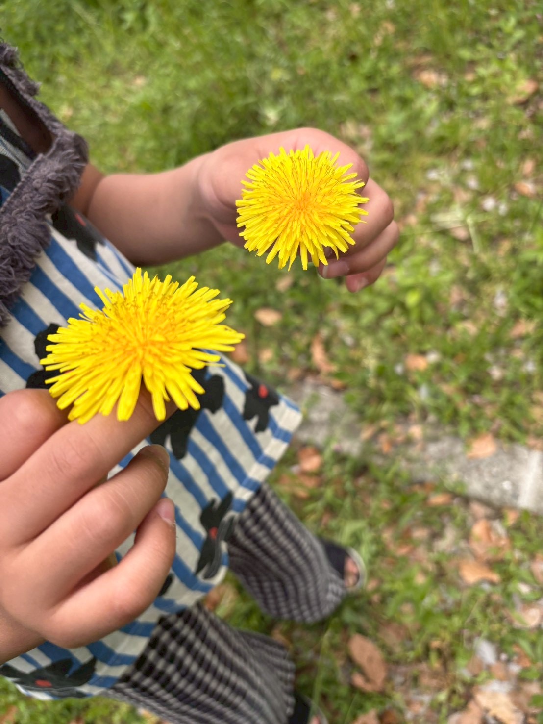 綺麗な黄色だよと。自然と微笑みが増える場面。