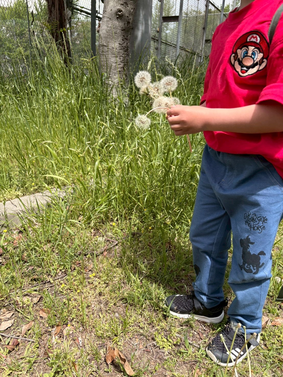 こんなにもたんぽぽがあるよ！！とみんなの分を持ってきてくれる様子。