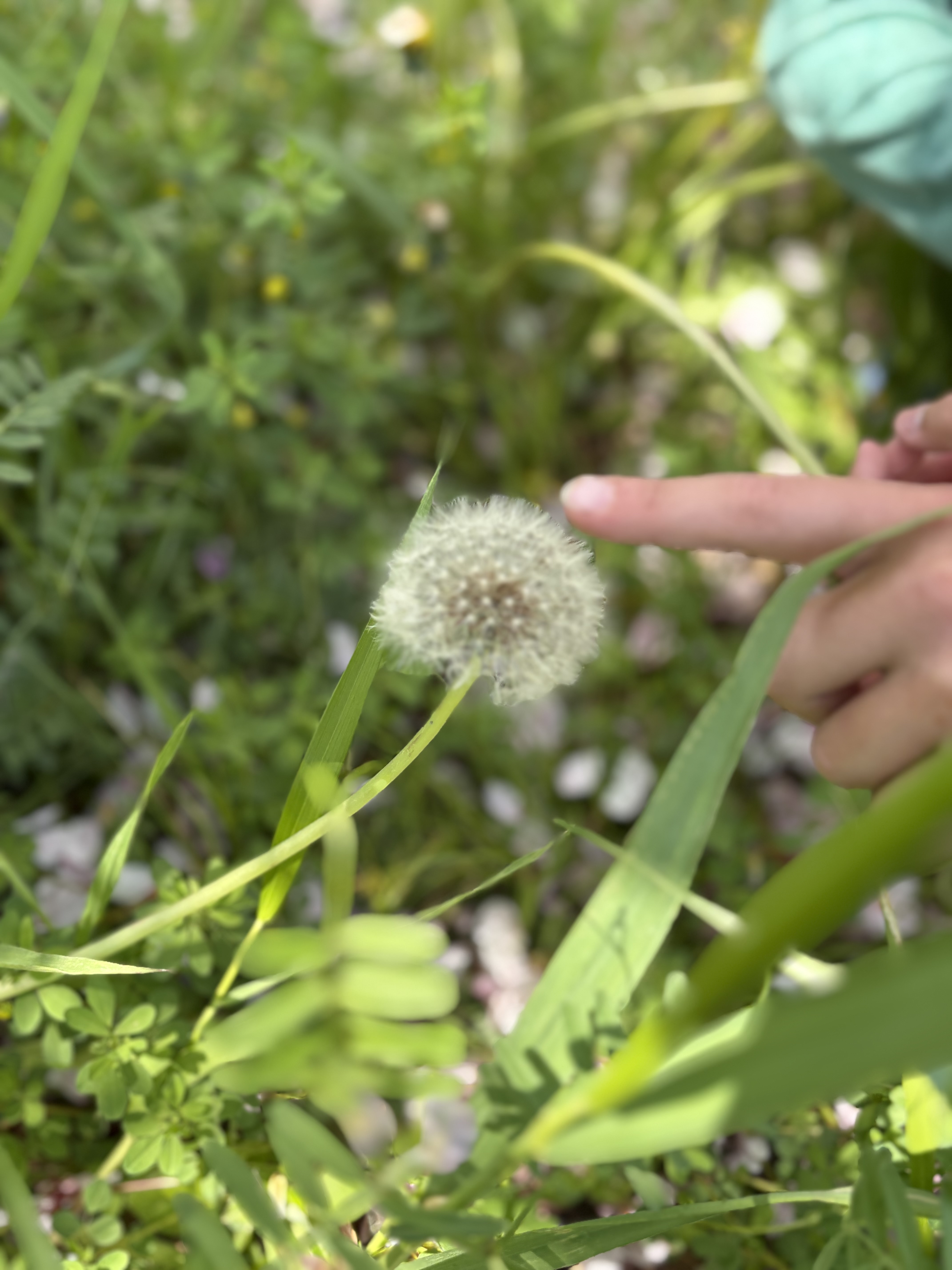 「草むらの、小さな住人探し。」

黄色い花に集まるテントウムシや蝶を、指をさしてじっと観察する「追視」のトレーニング。