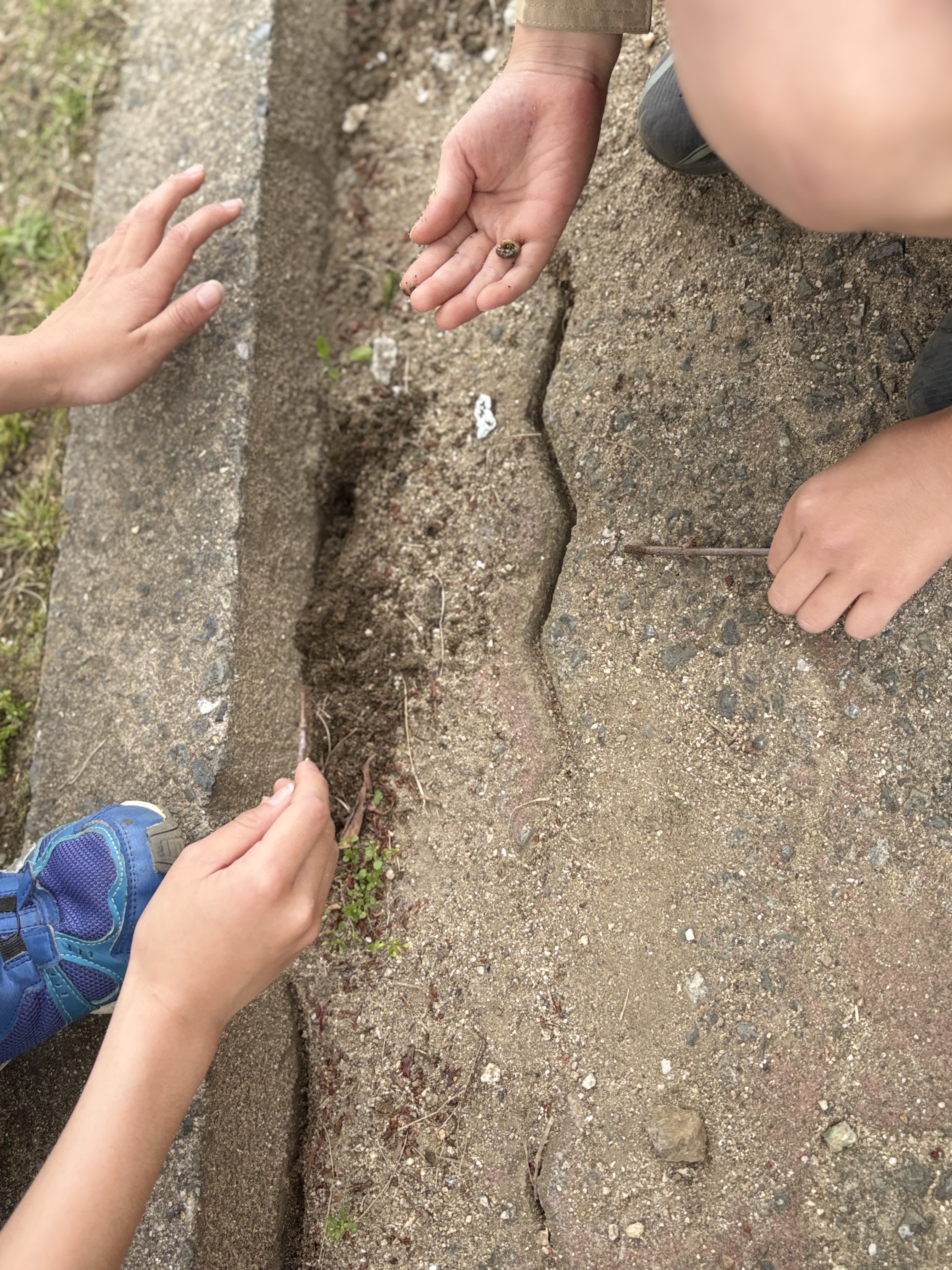 「いた！ダンゴムシの行列。」

見つけた瞬間の「あった！」という驚きの顔。指をさして、お友達に場所を教える一瞬。