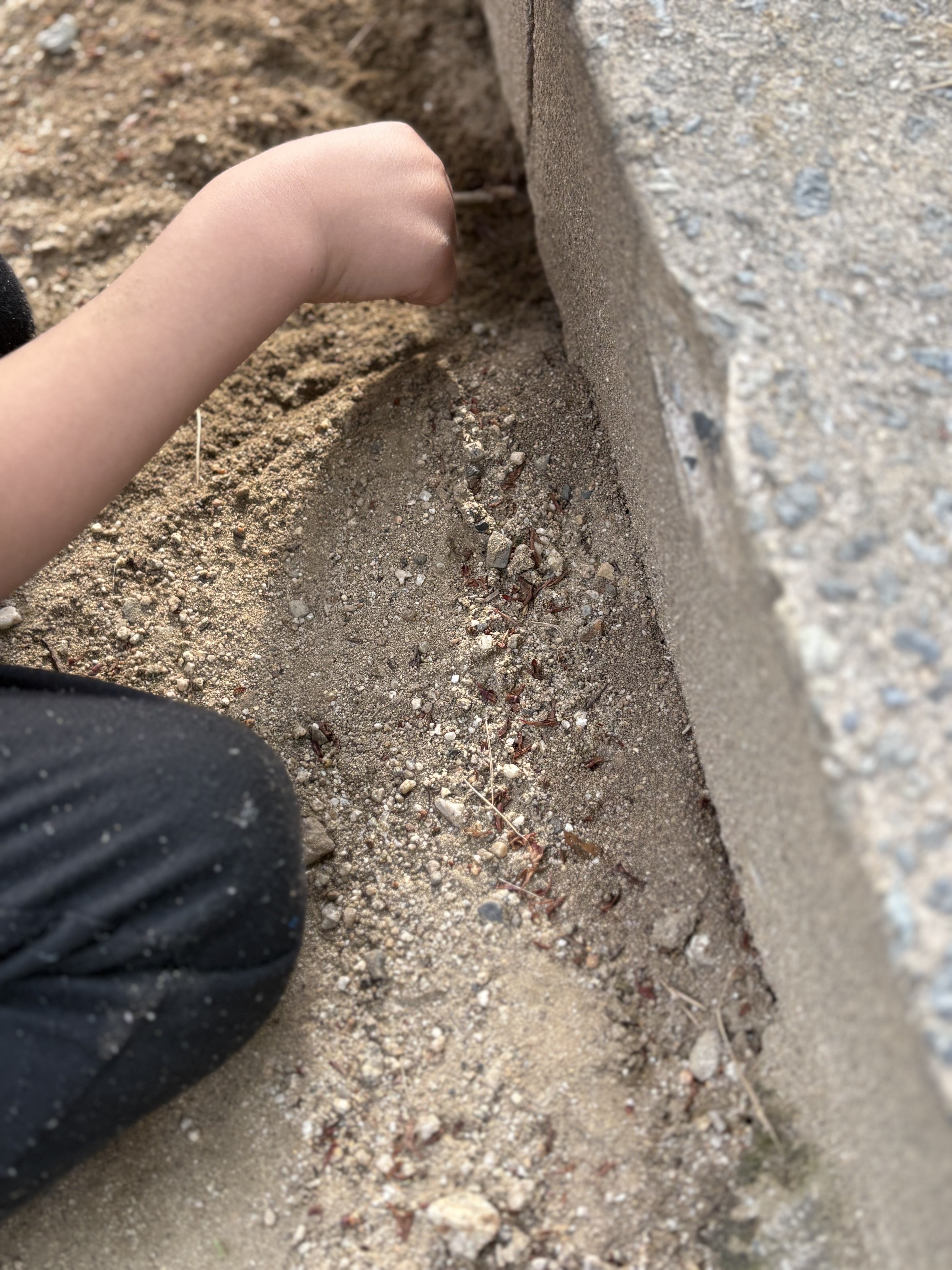 「蟻の巣は、どこかな？」

地面の穴を見つけ、行列をじっと観察する「追視」と「空間認知」の鋭い眼差し。