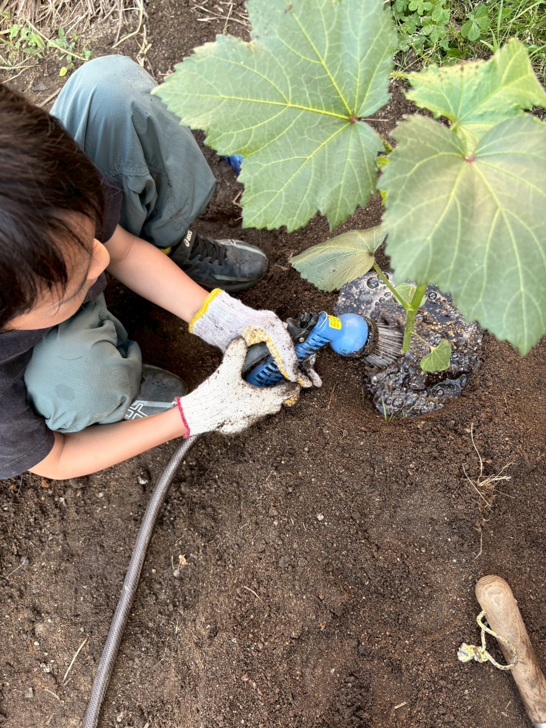 「水しぶきと、キラキラの葉っぱ。」
注がれた水が葉の上で弾け、初夏の太陽に照らされて輝く情緒的なマクロカット。