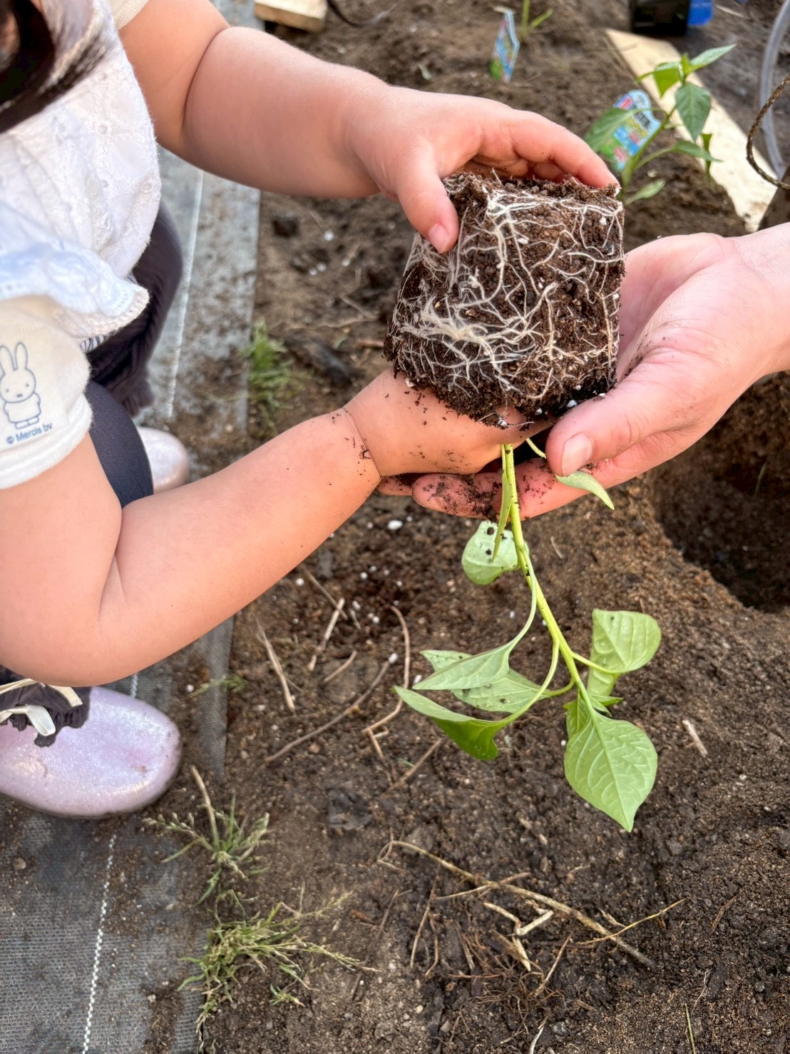 「今日植える、小さな仲間たち。」
スイカ、ピーマン、オクラの苗がポットに入って並んでいる、みずみずしいクローズアップ。