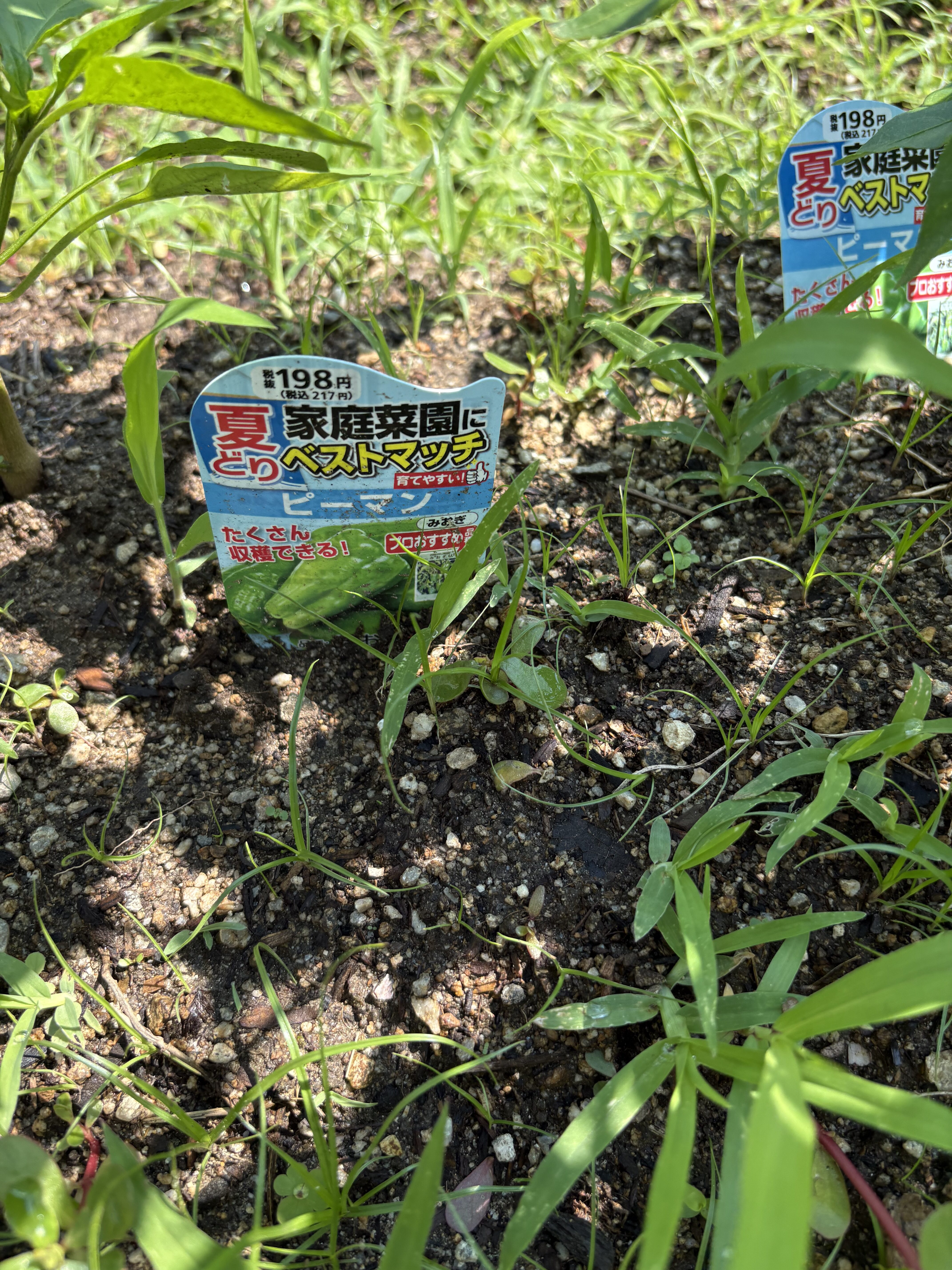「見渡す限り、緑一色!雑草ジャングルに到着。」
スレタンファームに到着し、元気いっぱいに生い茂る雑草の生命力を前に「うわあ、すごい!」と一瞬圧倒される子どもたちの後ろ姿。