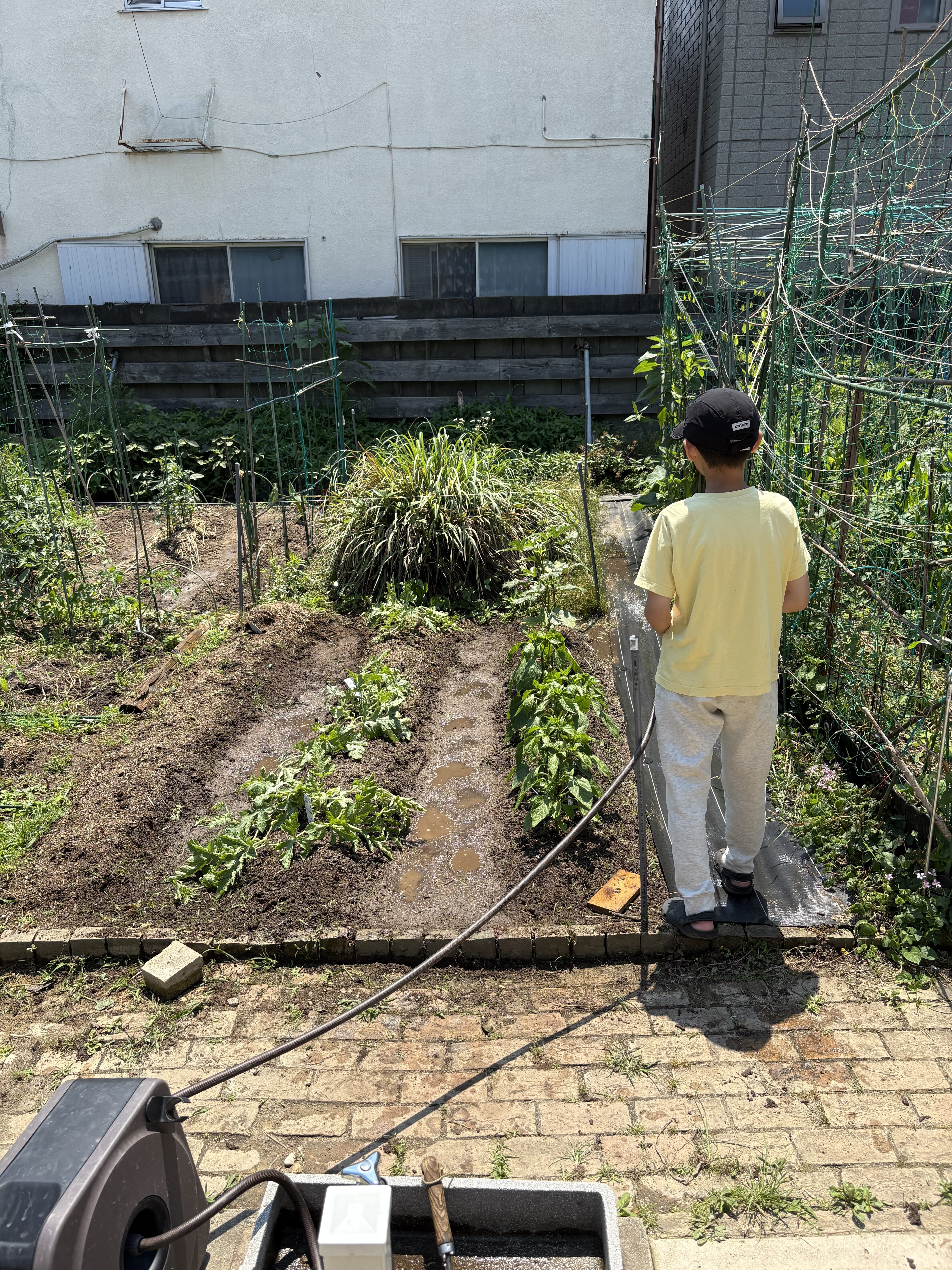 雑草を抜いて、野菜に栄養がいくようにお水をたっぷりあげる様子!!