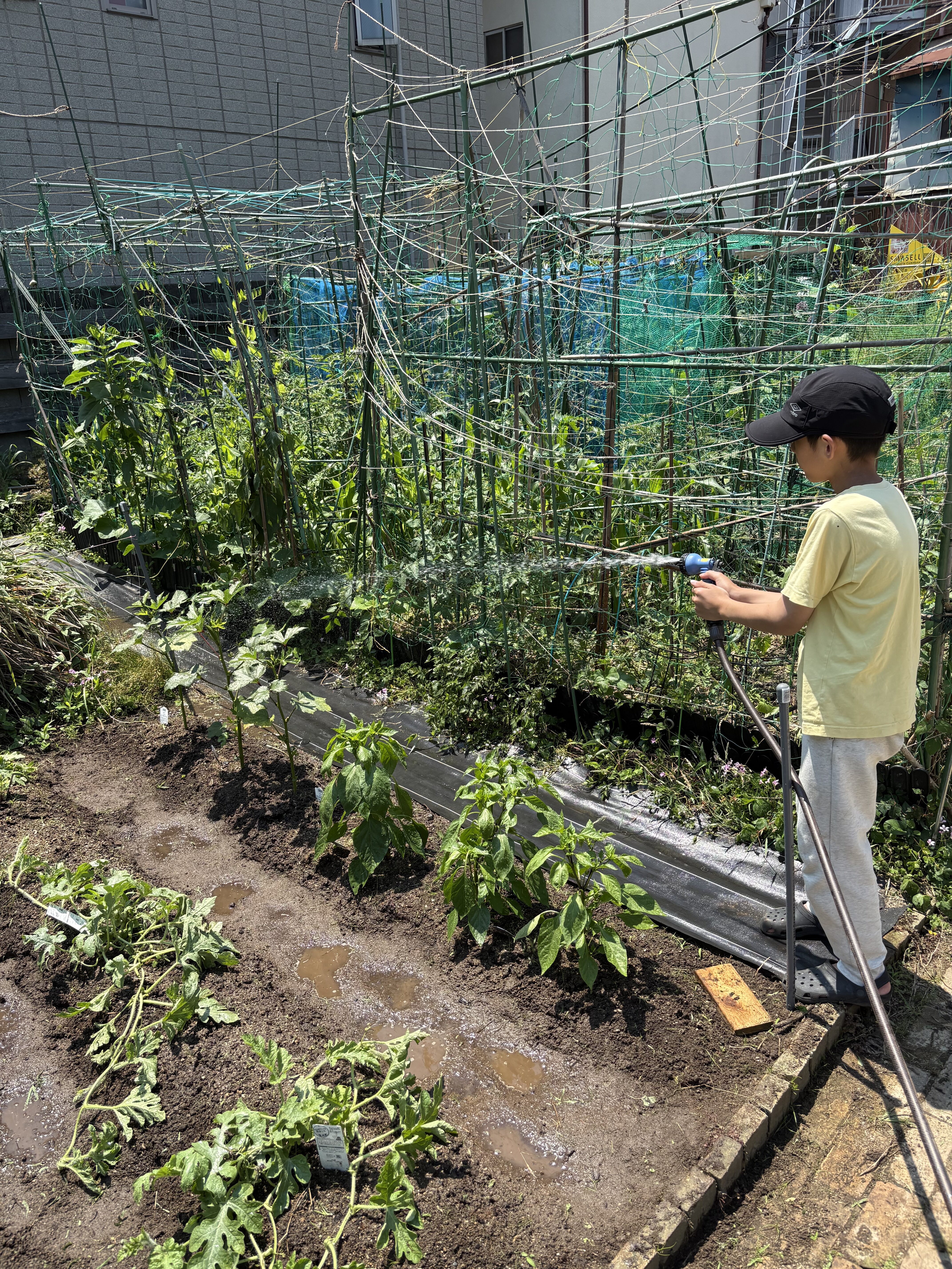 雑草抜くの楽しかったと!!と言って、またやりたいよと水やりをあげる男の子。