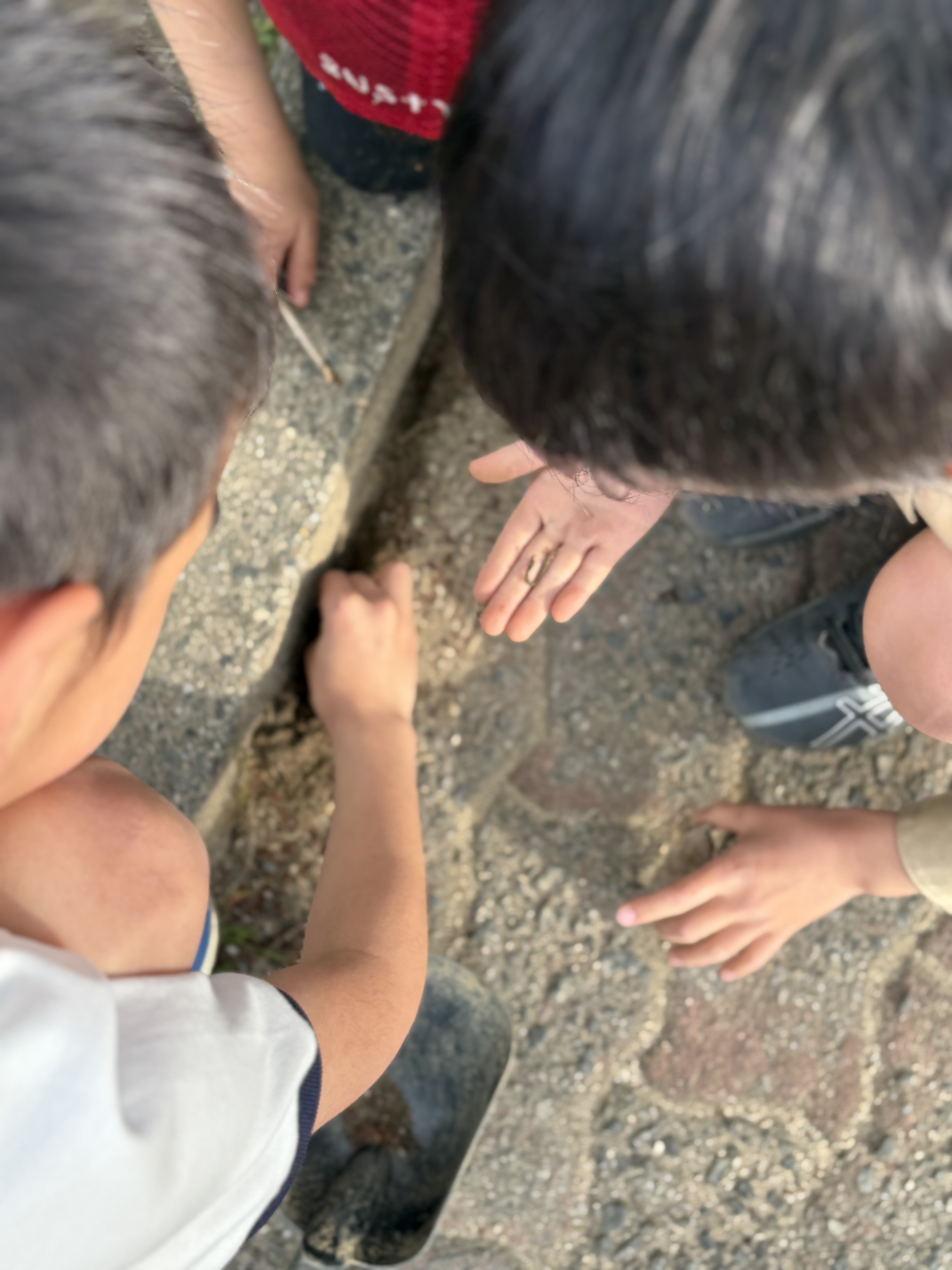 🌿 【活動レポ】ダンゴムシ、蟻、ミミズ！五感で感じる「いのち」と、土の上で生まれた「小さな会話」。 ☀️🌳