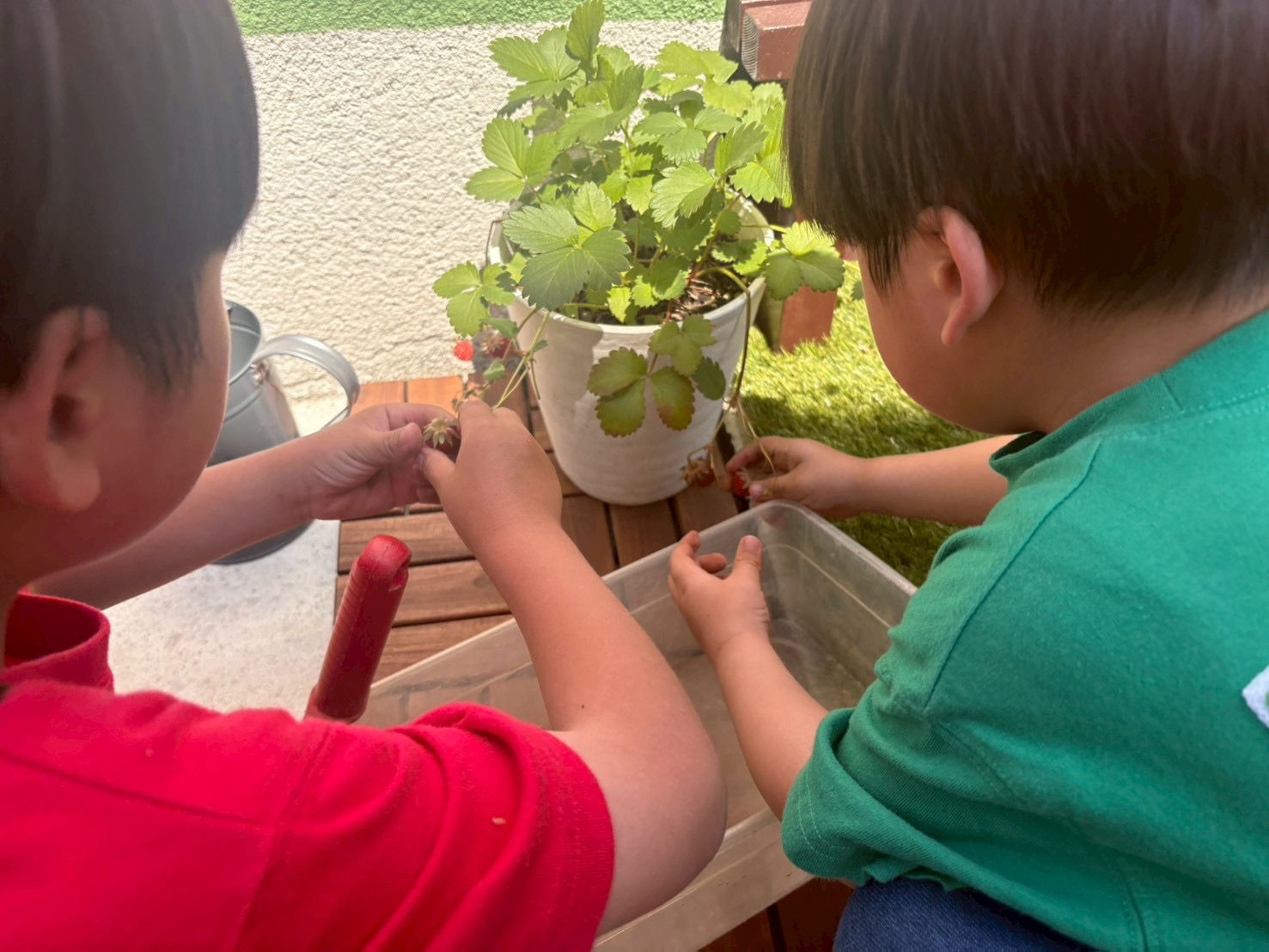 🌿 【活動レポ】小さな冒険者たちの収穫祭！虫探しと、真っ赤なイチゴの「お食事タイム」。 🐞🍓