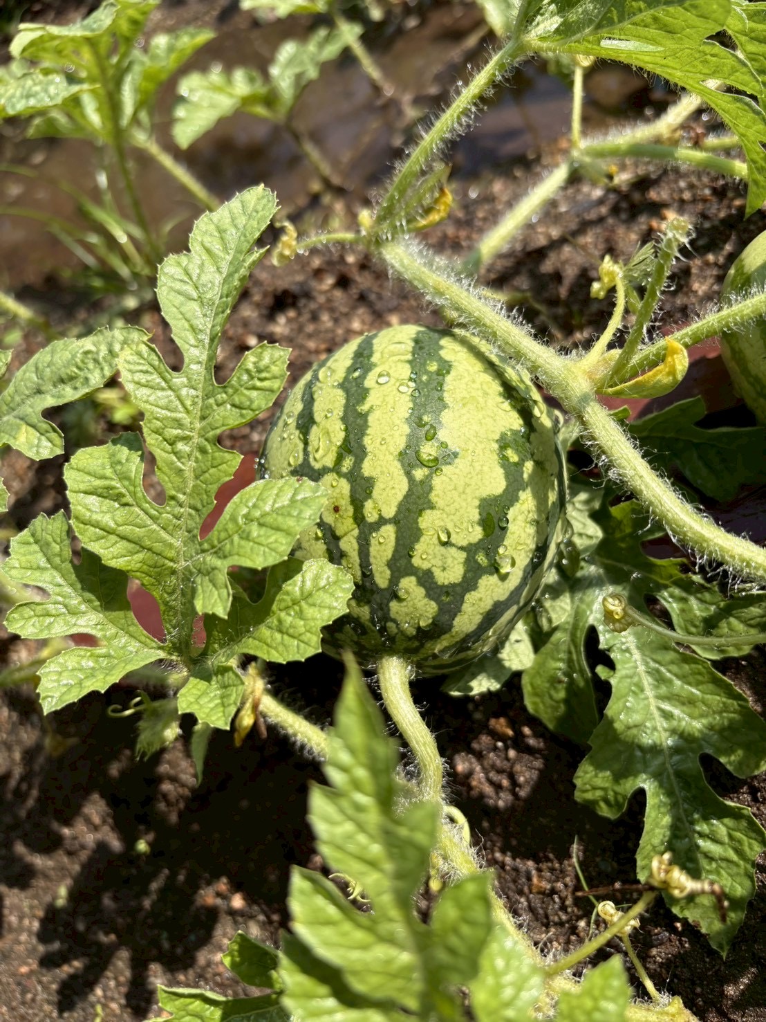 【スレタンファーム】ついにスイカが形に！🍉「地道な努力が実を結ぶ」食育と達成感のものがたり✨
