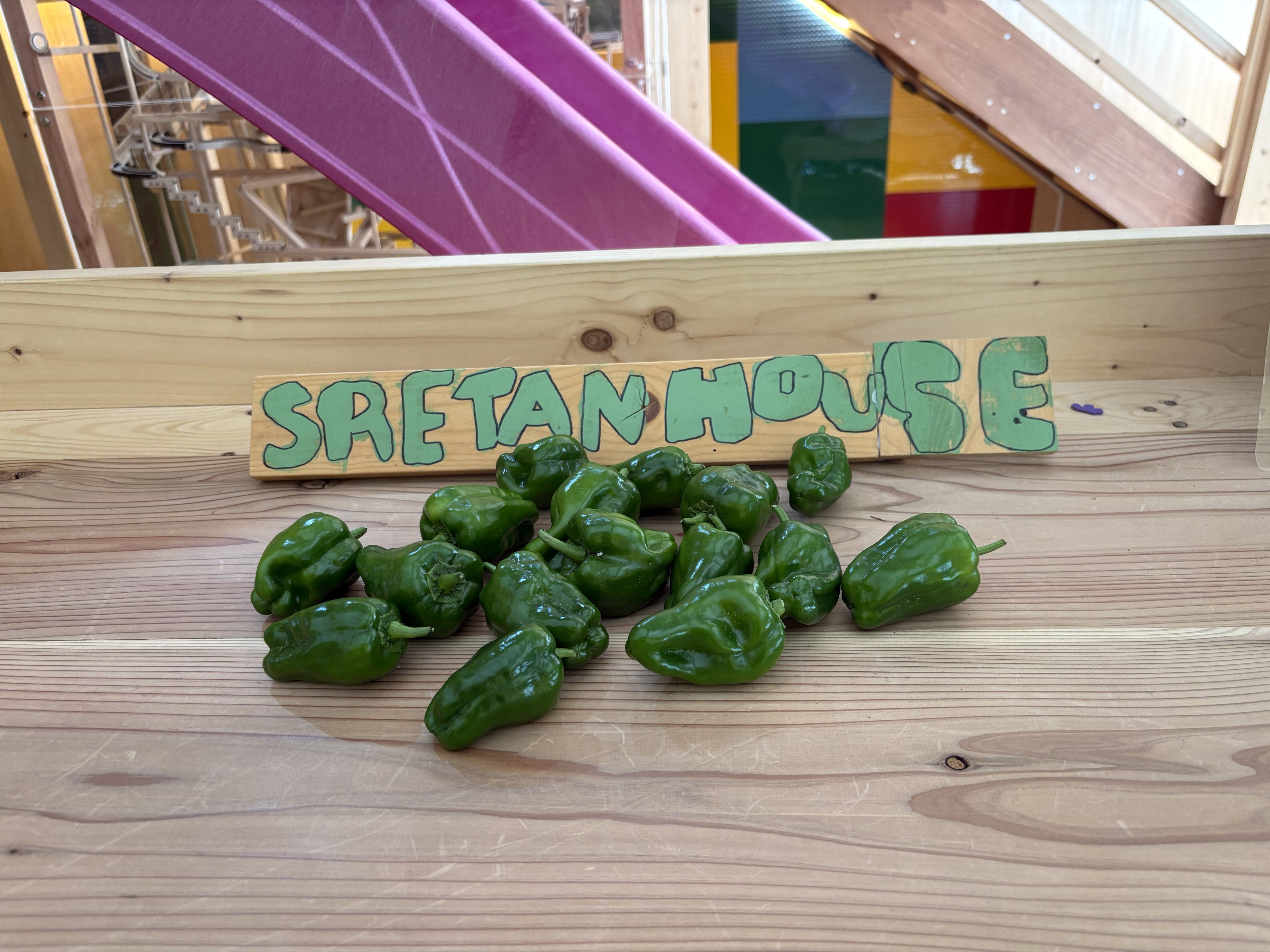 愛を込めて育てた野菜はキラキラ光る✨スレタンファームでツヤツヤのピーマンを収穫しました！🫑🌱